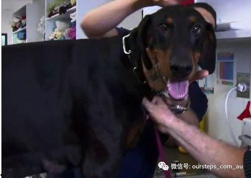 最新台湾狗崽爆料新闻报道,最新独家内幕揭露